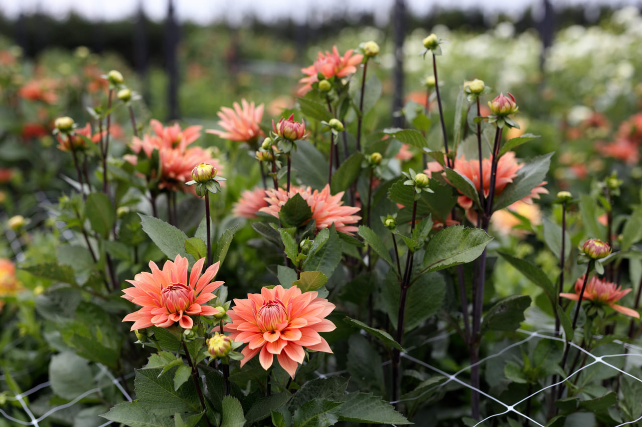 Daalia Nicholas, Loukykvět