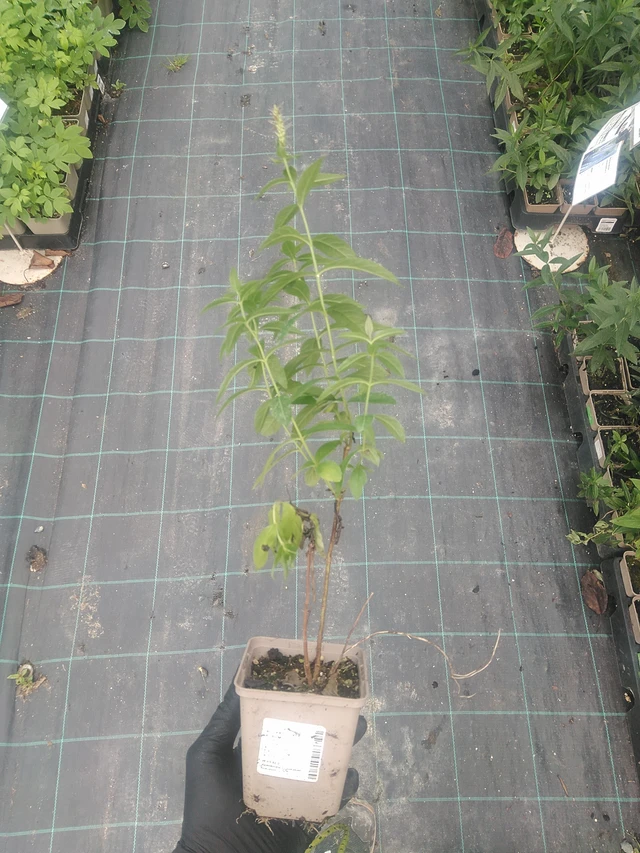 Tädykearvio Album - 10. 9. 2025