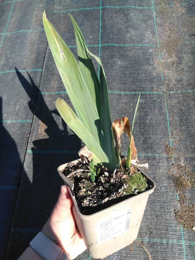 Kurjenmiekka Empress of India - 3. 4. 2025