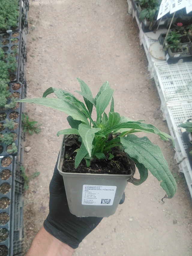Echinacea SunSeekers Pumpkin Pie - 10. 9. 2025