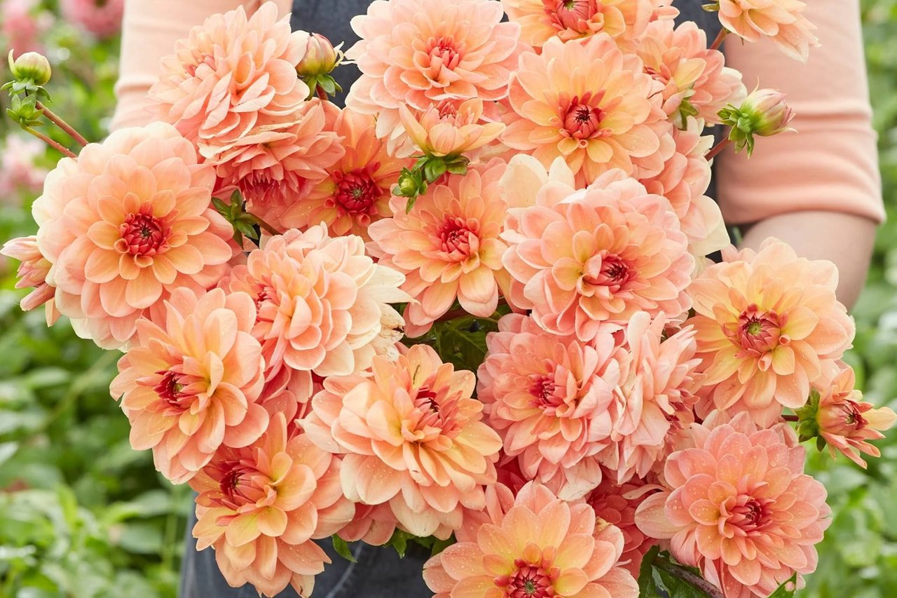 Dahlia Elegant Lady, Loukykvět