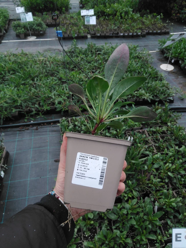 Partapipo Twizzle Purple - 2024