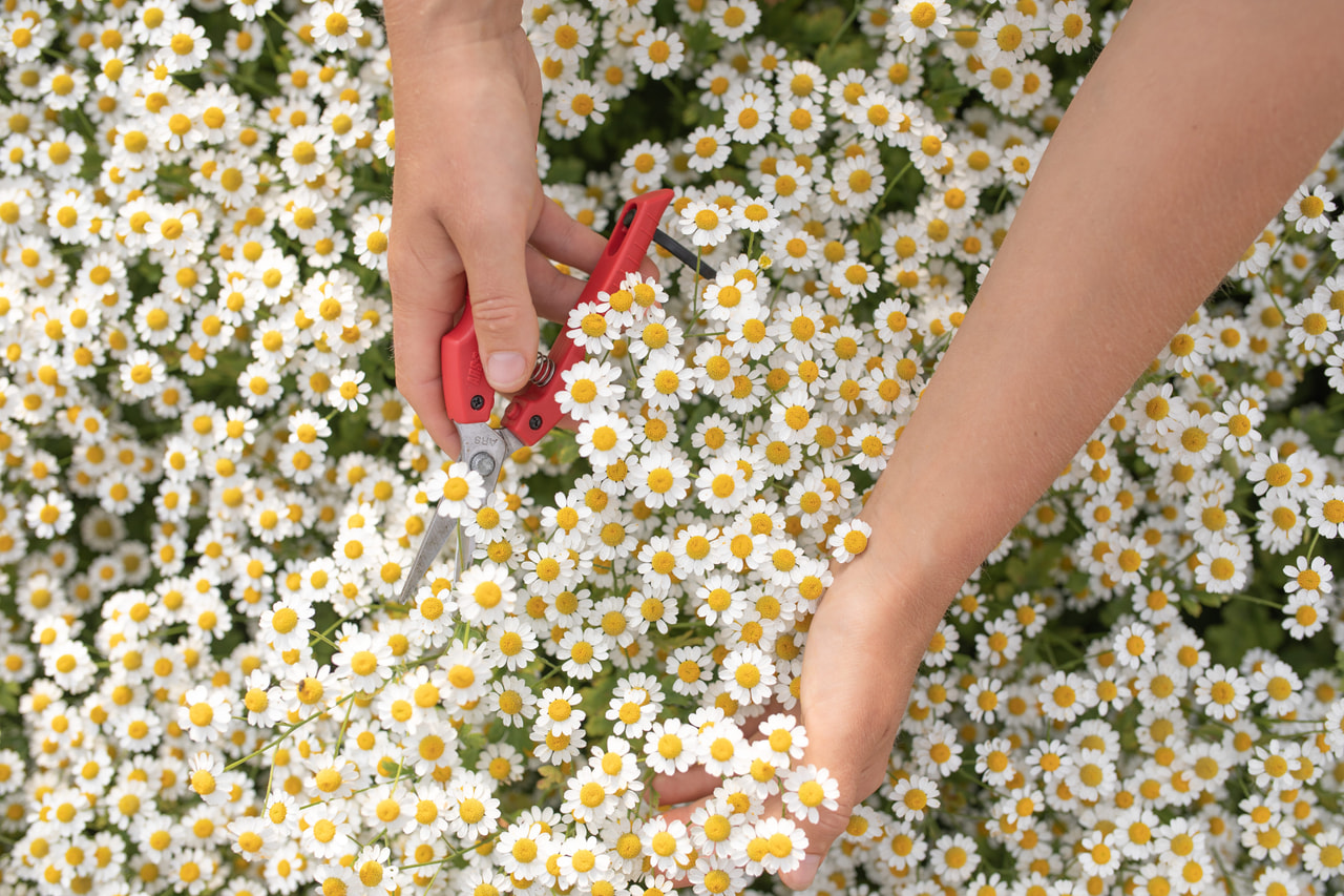 Reunuspietaryrtti Cameron, Loukykvět