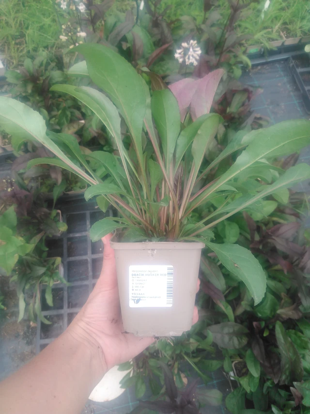 Pipo Husker Red - 2024