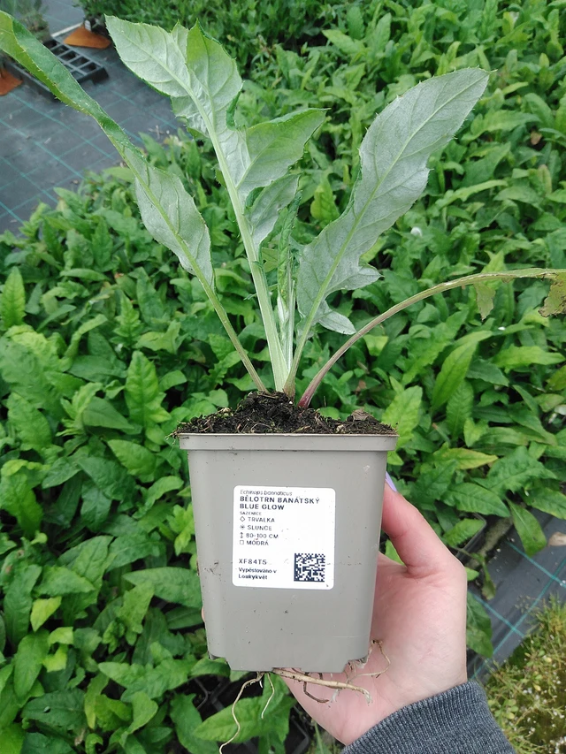 Balkaninpallo-ohdake Blue Glow - 9. 6. 2025