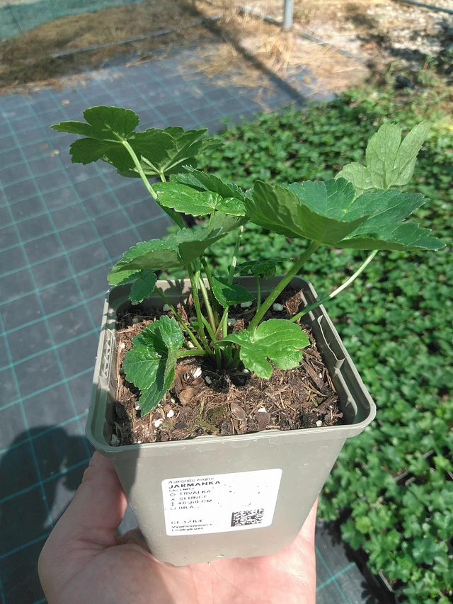 Tähtiputki - 24. 6. 2025