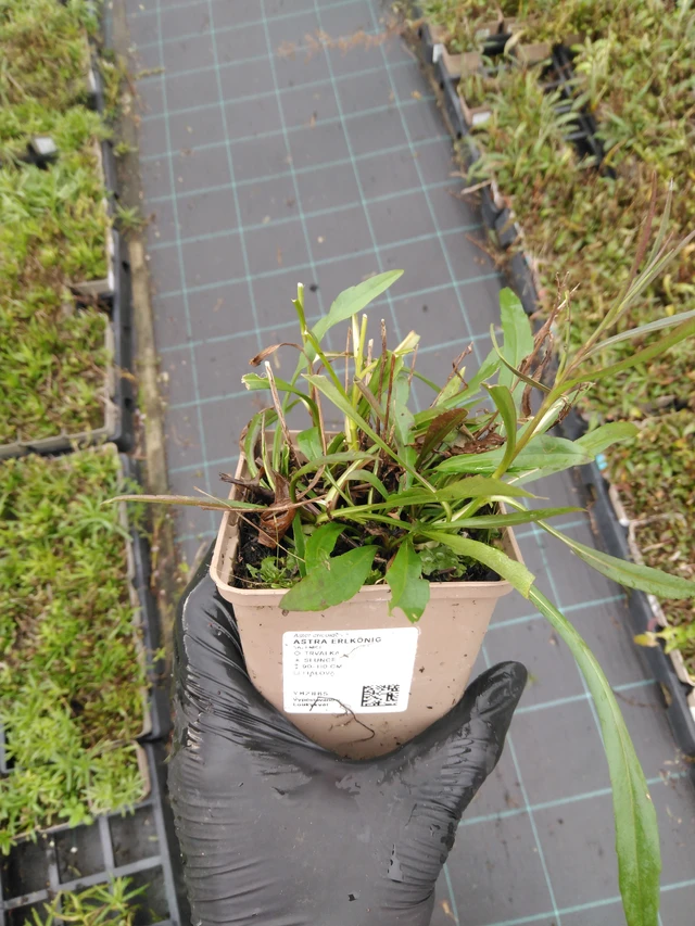 Asteri Erlkönig - 23. 10. 2025