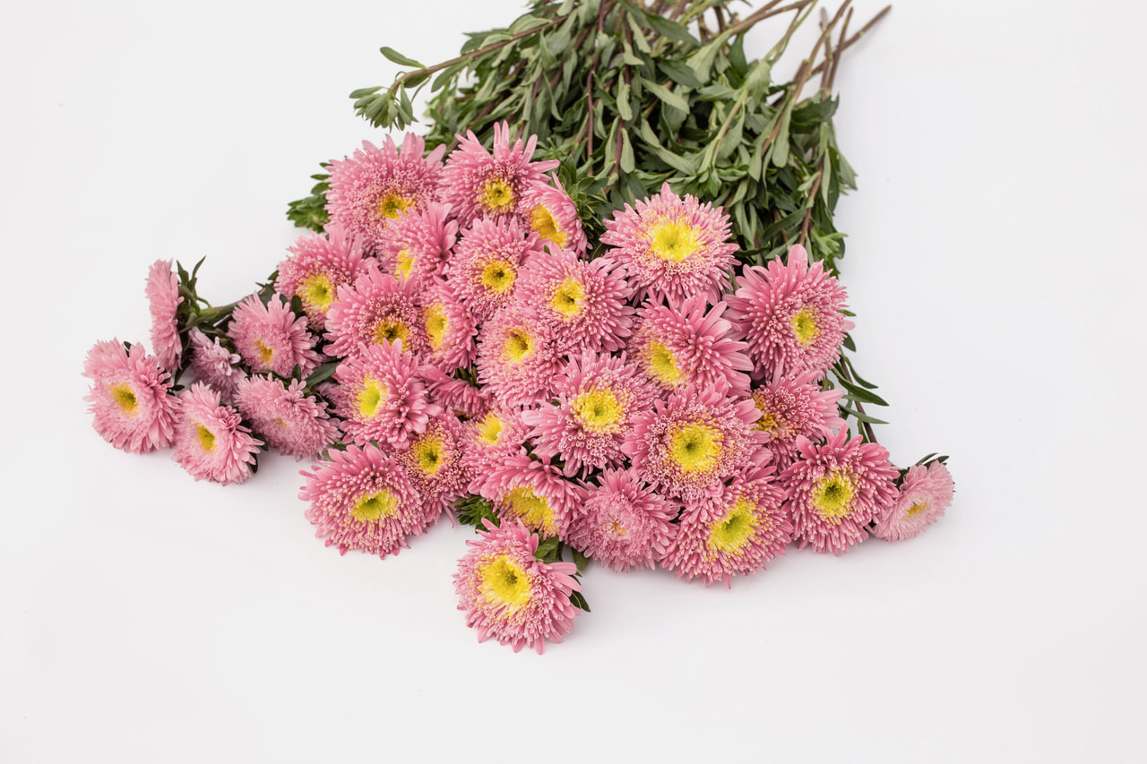 China aster Benary’s Princess Bright Rose, Loukykvět