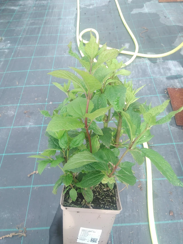 Punalatva Baby Joe - 10. 9. 2025