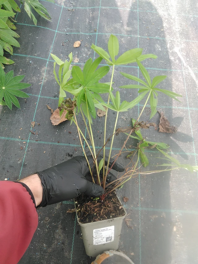 Lupiini Band of Nobles Kastellan - 13. 10. 2025