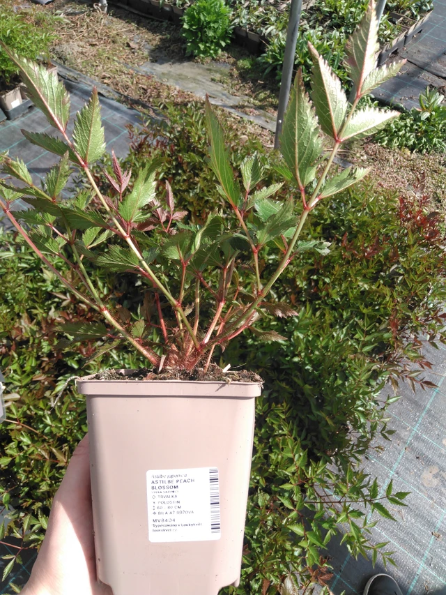 Jaloangervo Peach Blossom - 2024