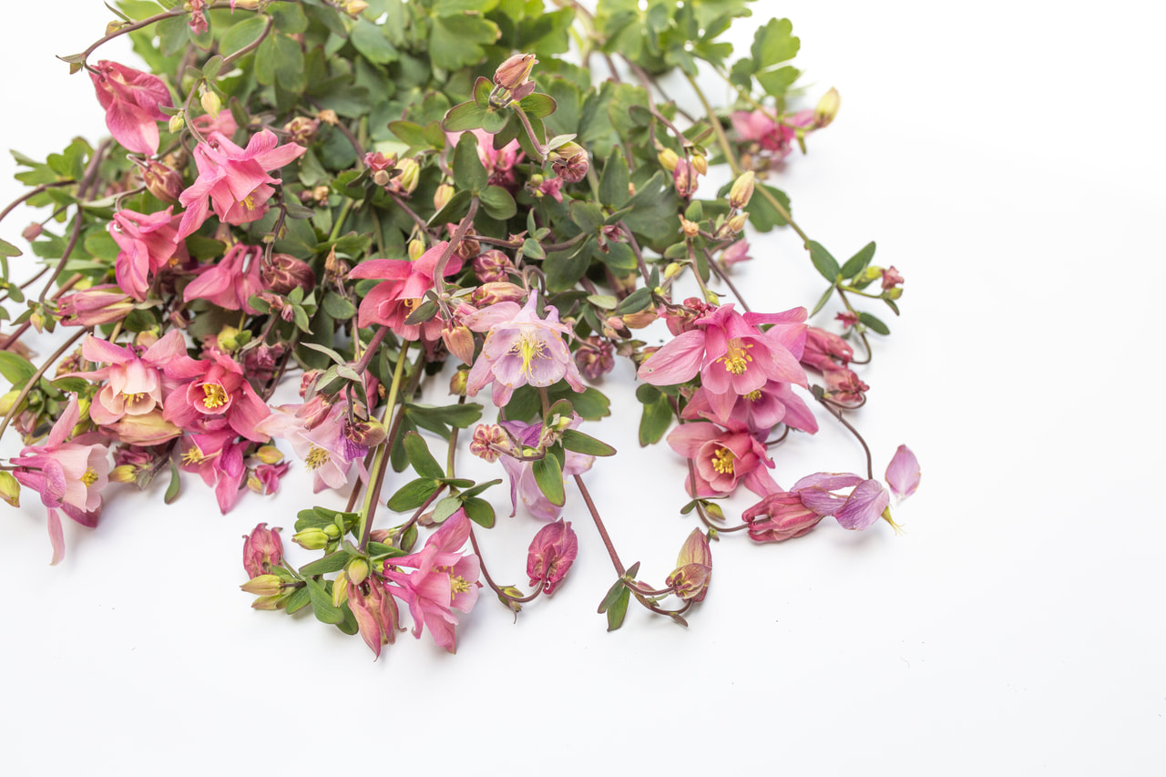 Aguileña Heidi, Loukykvět