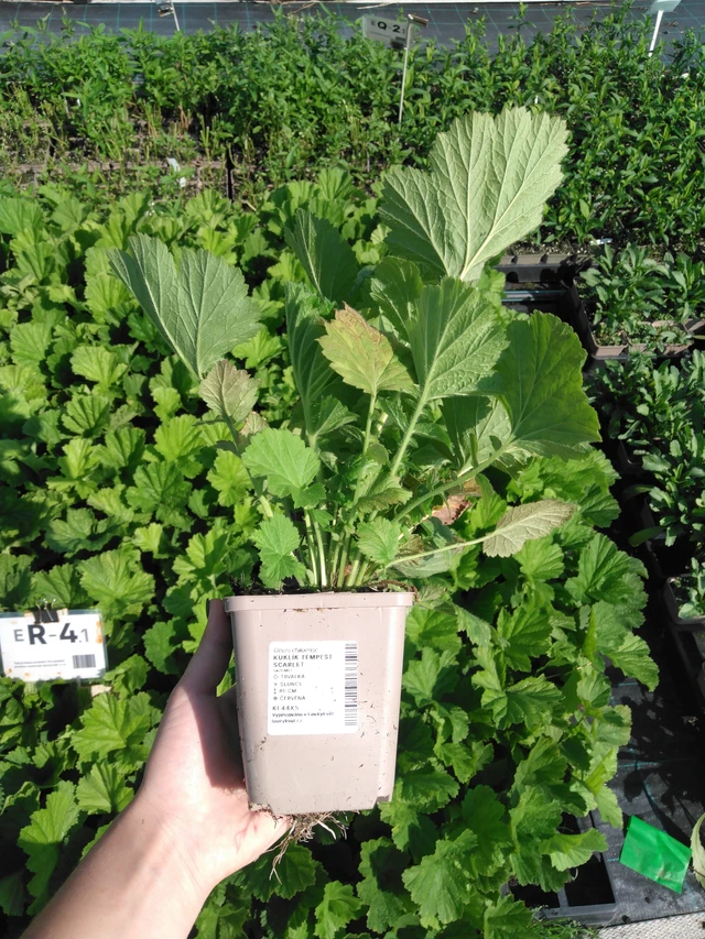 Geum Tempest Scarlet - 2024