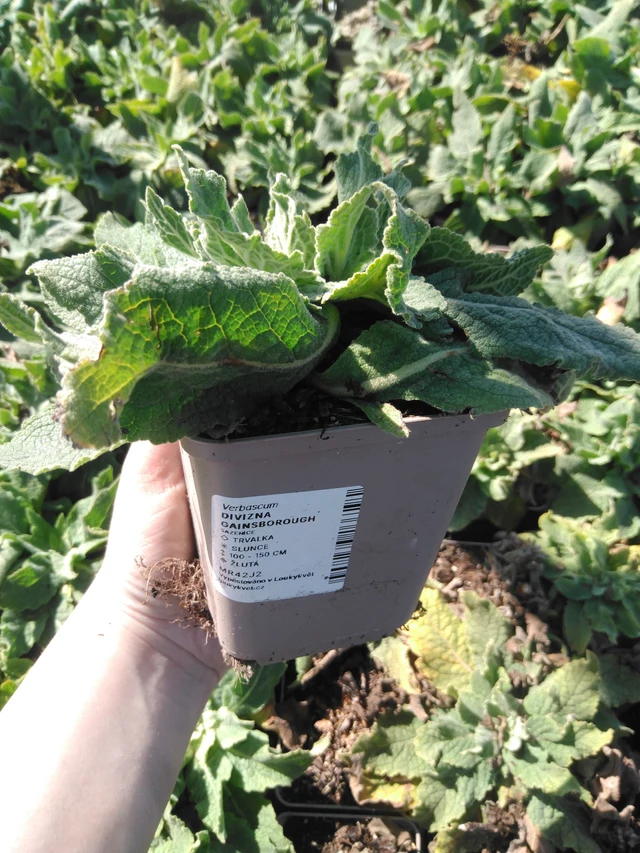 Verbascum Gainsborough - 3. 4. 2025