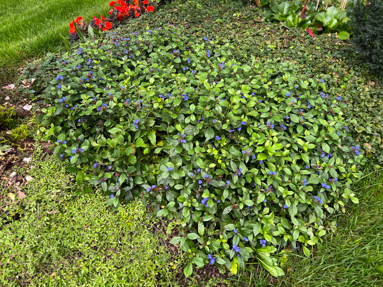 Plumbago, Loukykvět