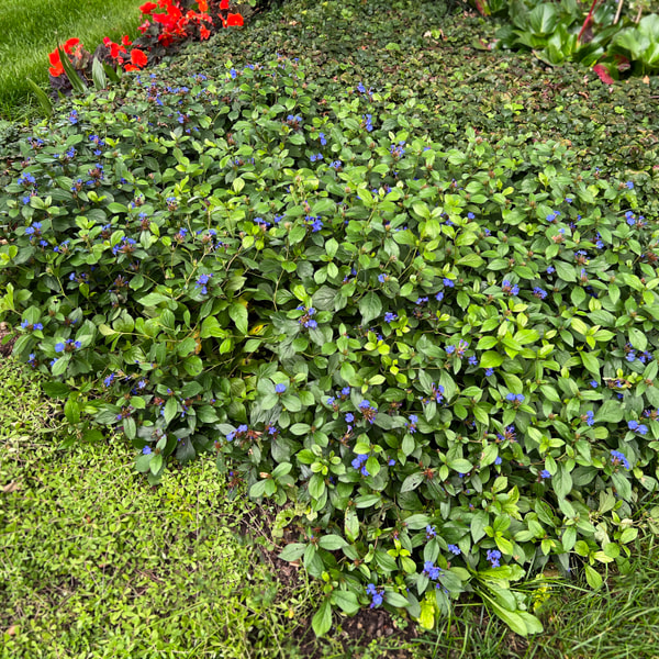 Plumbago, Loukykvět