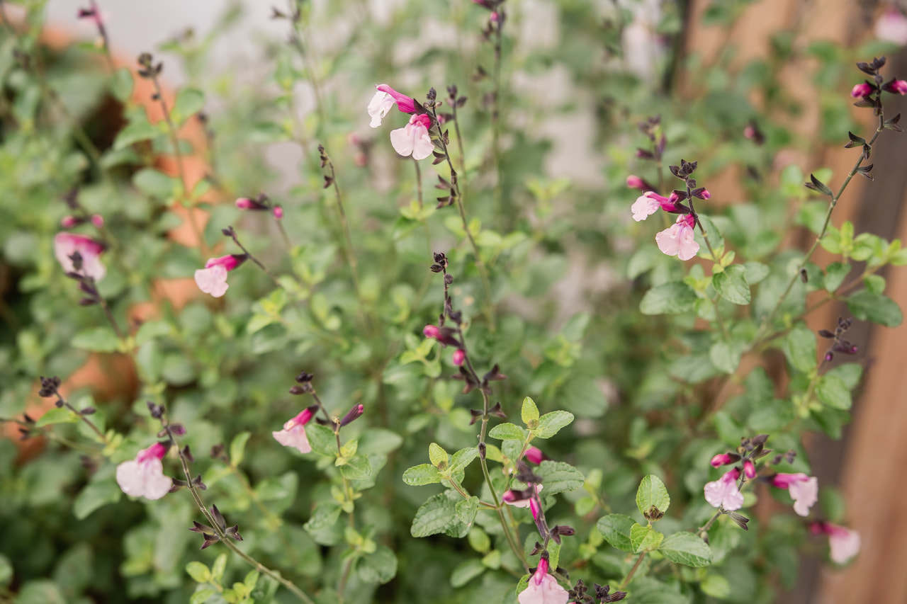 Salvia Dancing Dolls, Loukykvět