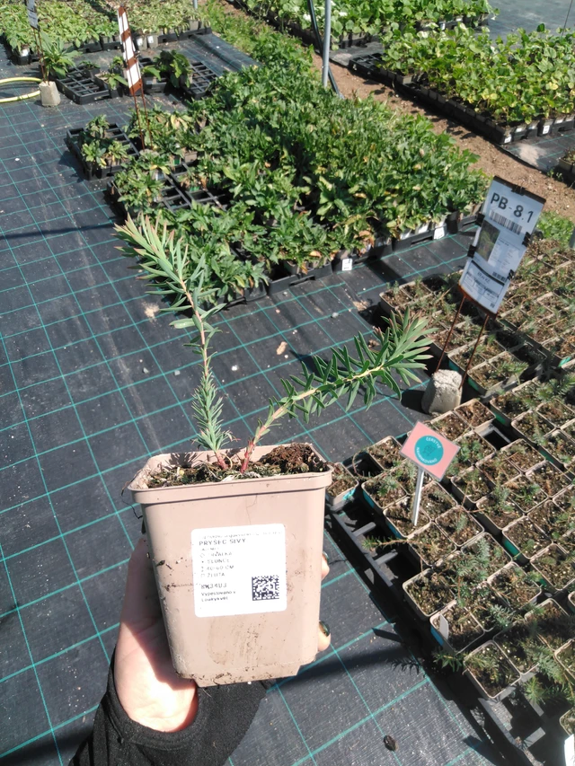 Euphorbia myrsinites - 13. 5. 2025