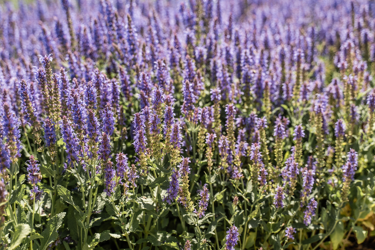 Salvia nemorosa Blauhügel, Loukykvět