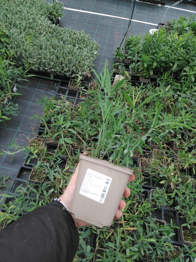 Tuoksuherne White Pearl - 2024