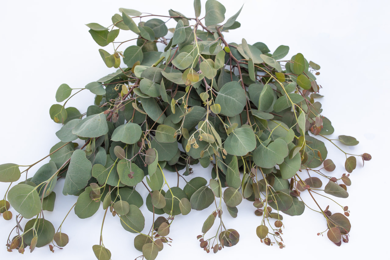 Eucalyptus Polyanthemos, Loukykvět