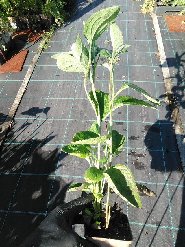 Päivänhattu Henry Eilers - 19. 8. 2025