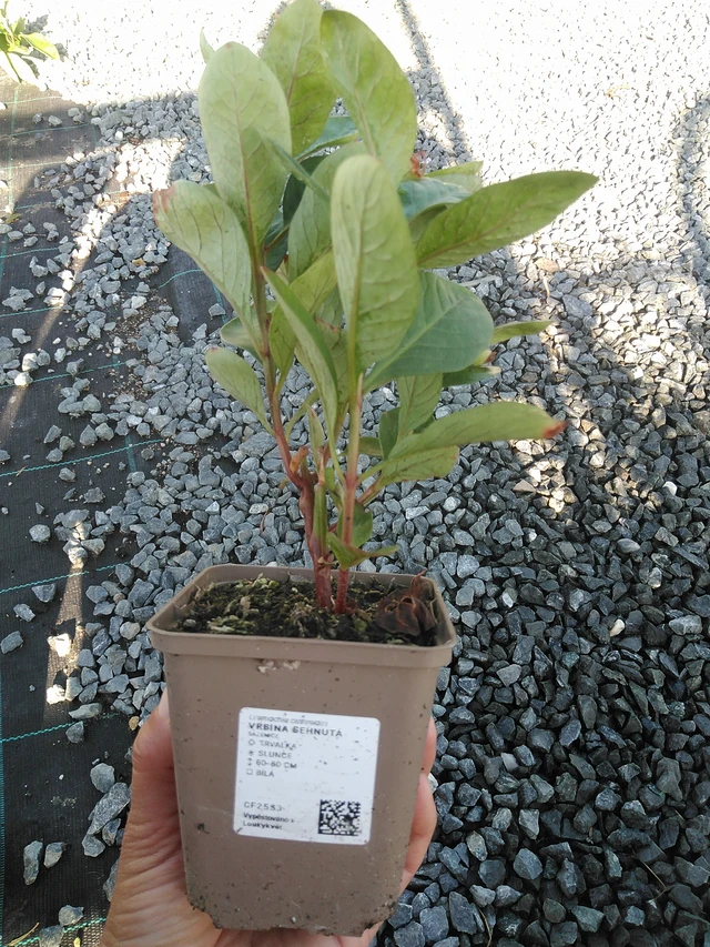 Valkoalpi - 11. 9. 2025