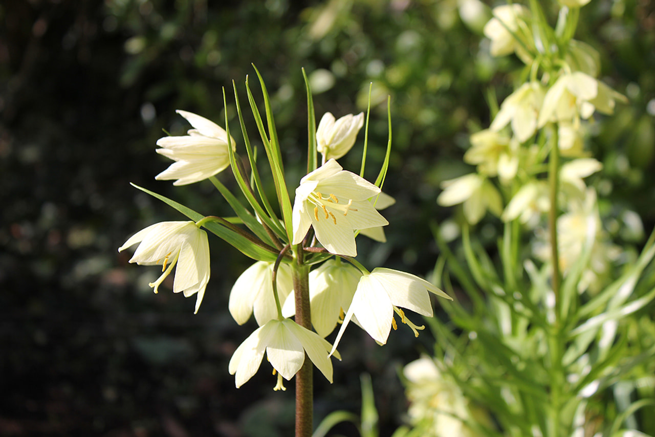 Kurdistaninpikarililja, Loukykvět