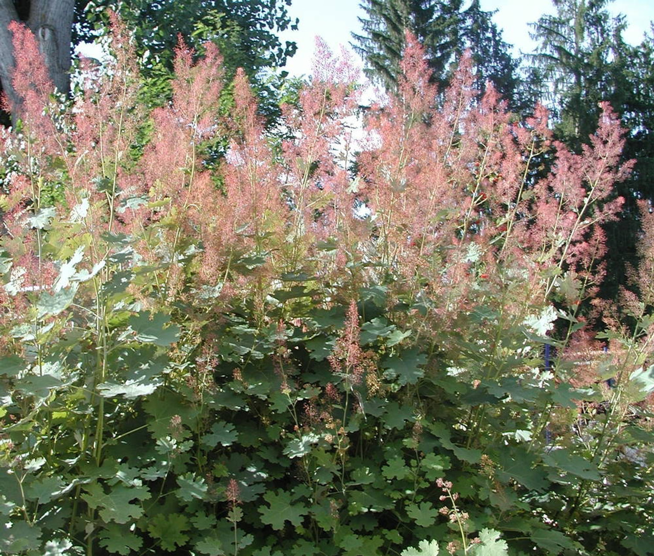 Macleaya, Loukykvět