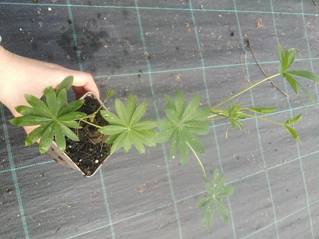 Lupino Gallery White - 17. 7. 2025