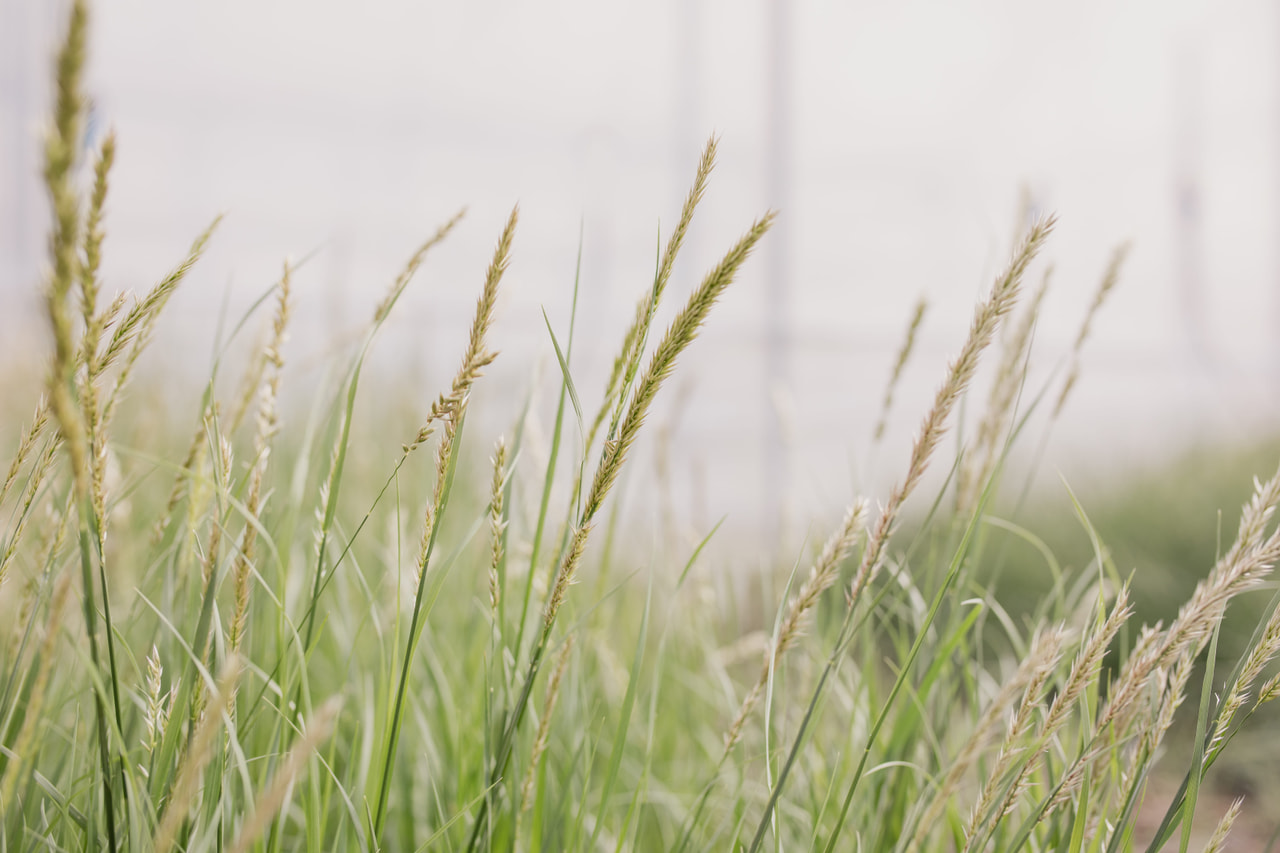 Tähkähelmikkä Silky, Loukykvět