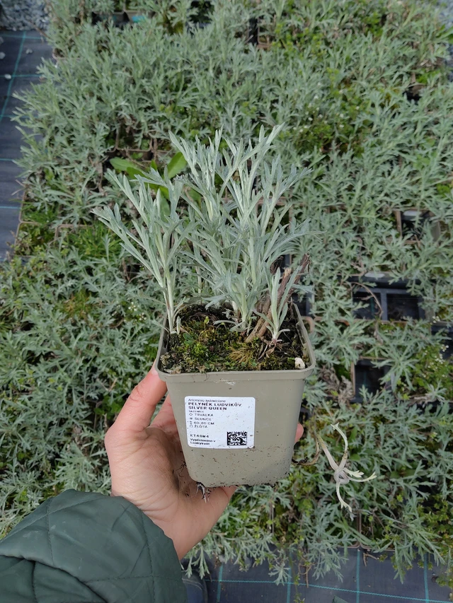 Artemisa Silver Queen - 21. 4. 2026