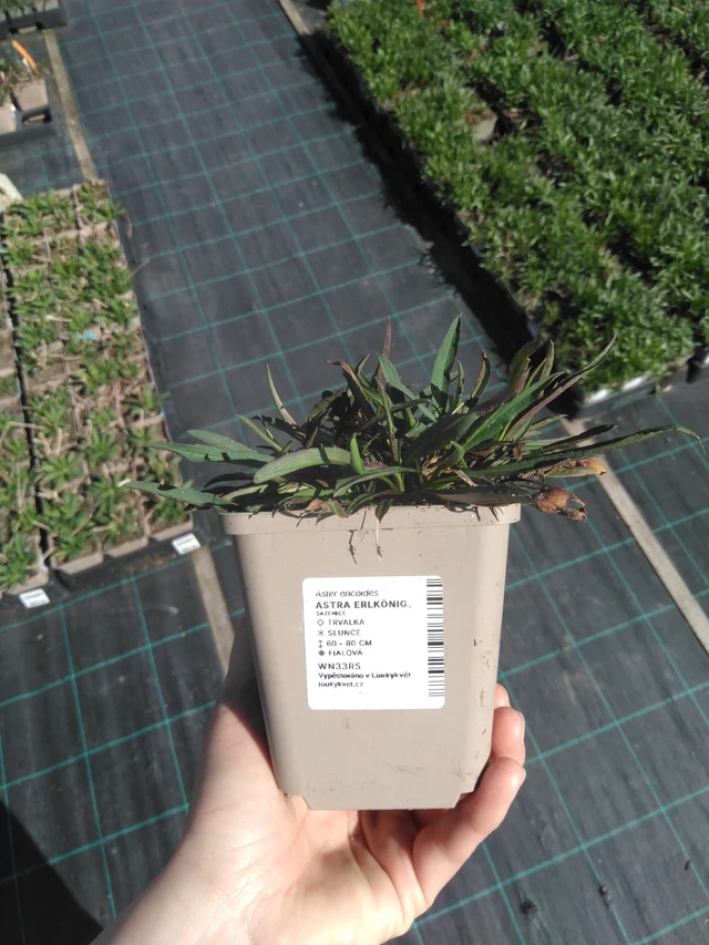 Asteri Erlkönig - 3. 4. 2025