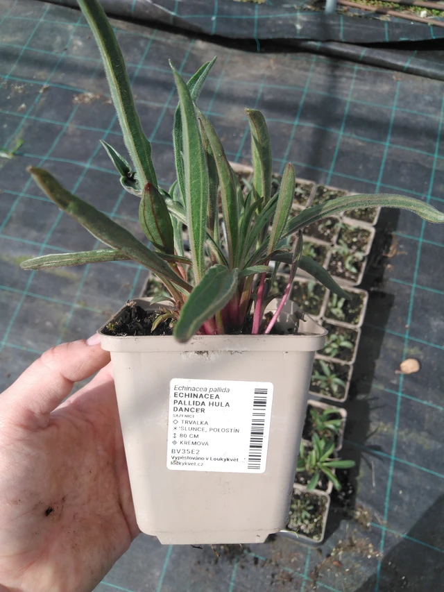 Punahattu Hula Dancer - 2024