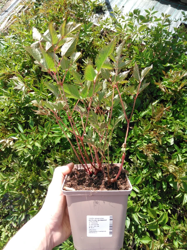 Jaloangervo Diamant - 2024