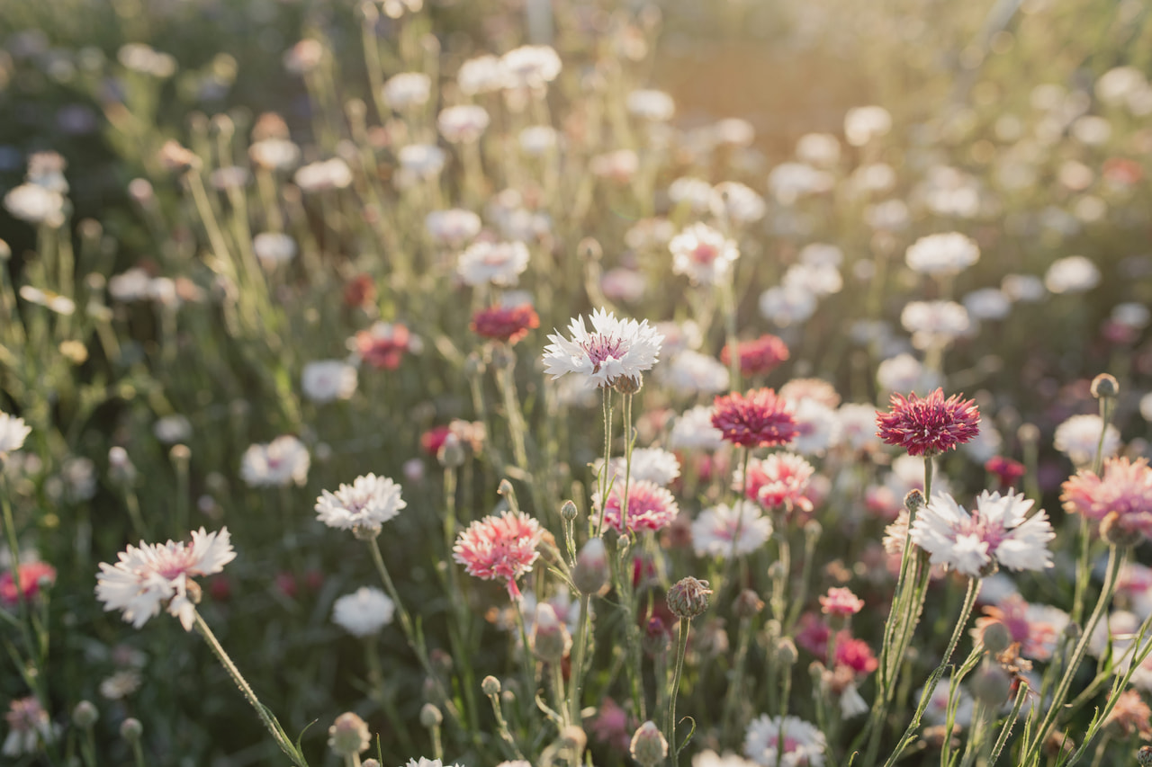 Ruiskaunokki Classic Romantic, Loukykvět