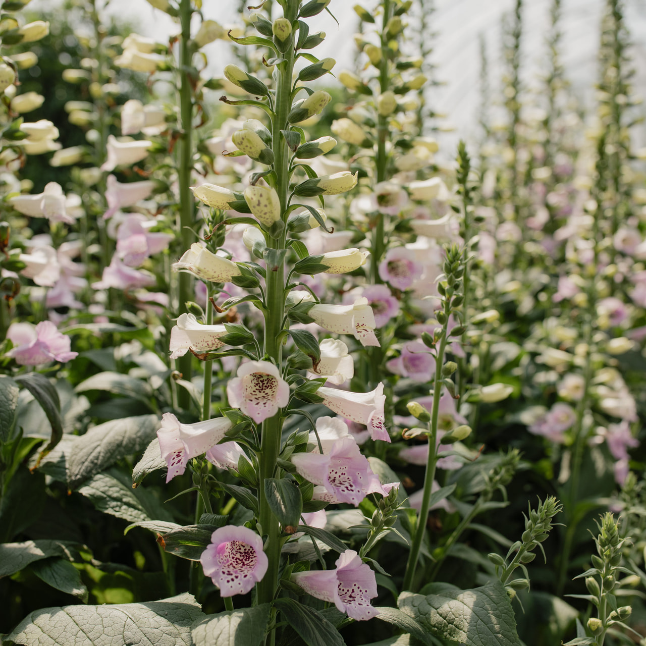 Sormustinkukka Camelot Lavender, Loukykvět