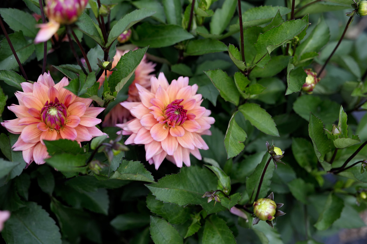 Dalia Sonic Bloom, Loukykvět