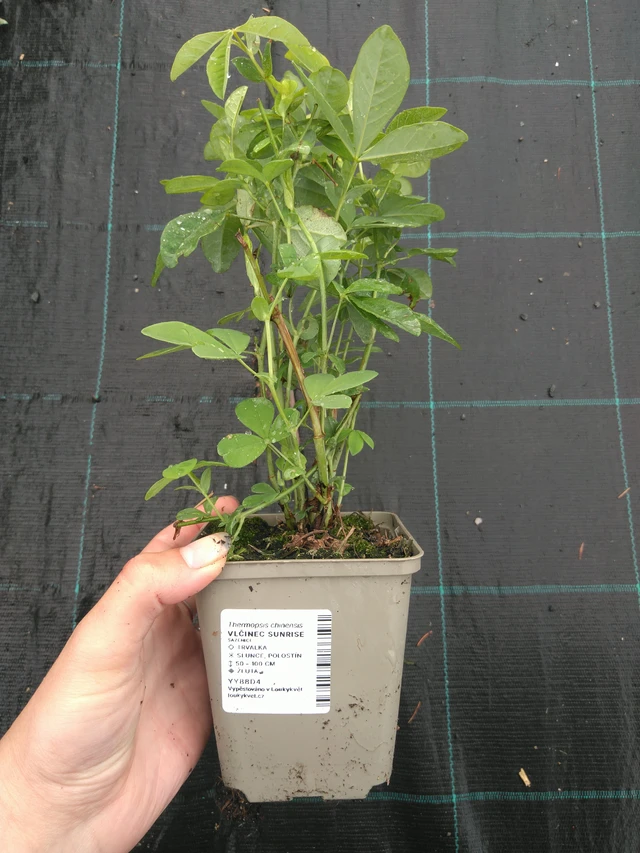 Revonpapu Sunrise - 11. 7. 2025