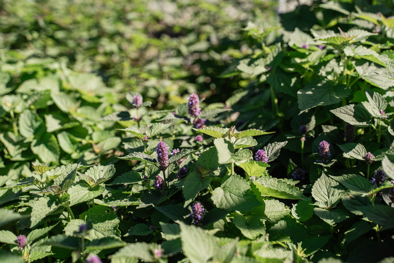 Agastache, Loukykvět