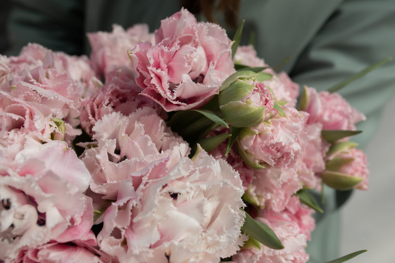 Tulppaani Sugar Crystal, Loukykvět