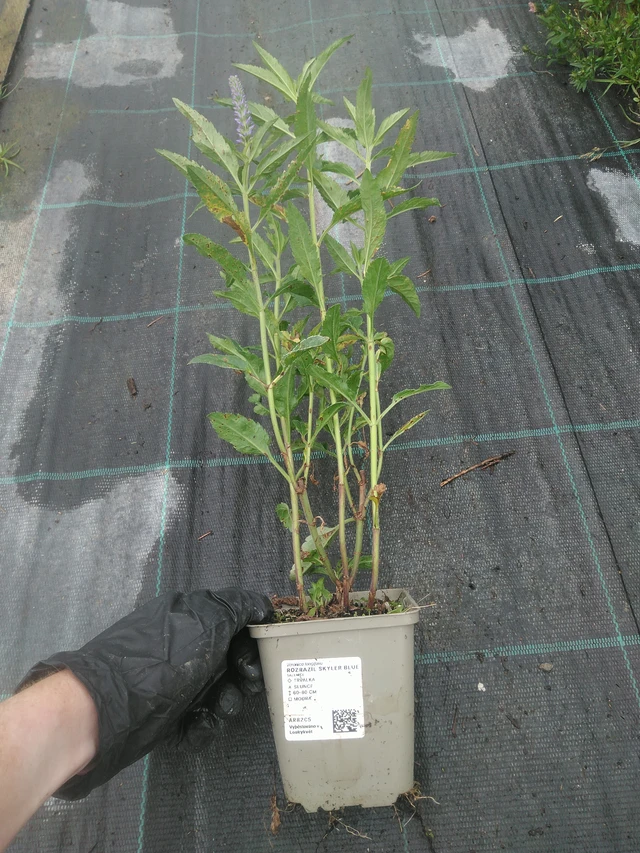 Tädyke Skyler Blue - 10. 9. 2025