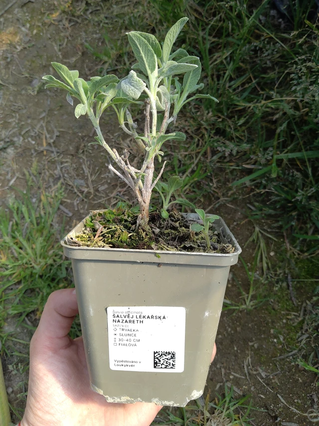 Salvia Nazareth - 27. 3. 2026