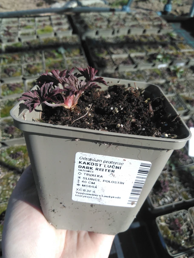 Kyläkurjenpolvi Dark Reiter - 3. 4. 2025