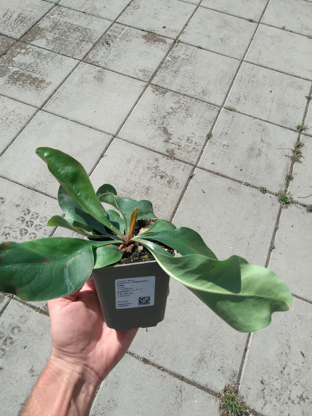 Estatice Tennessee Pink - 20. 6. 2025