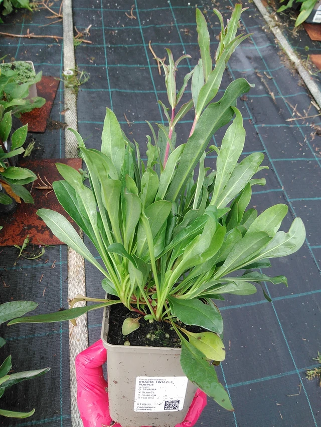 Partapipo Twizzle Purple - 29. 7. 2025