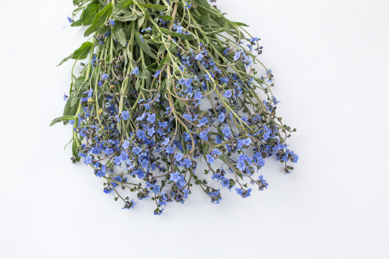 Koirankieli Firmament, Loukykvět