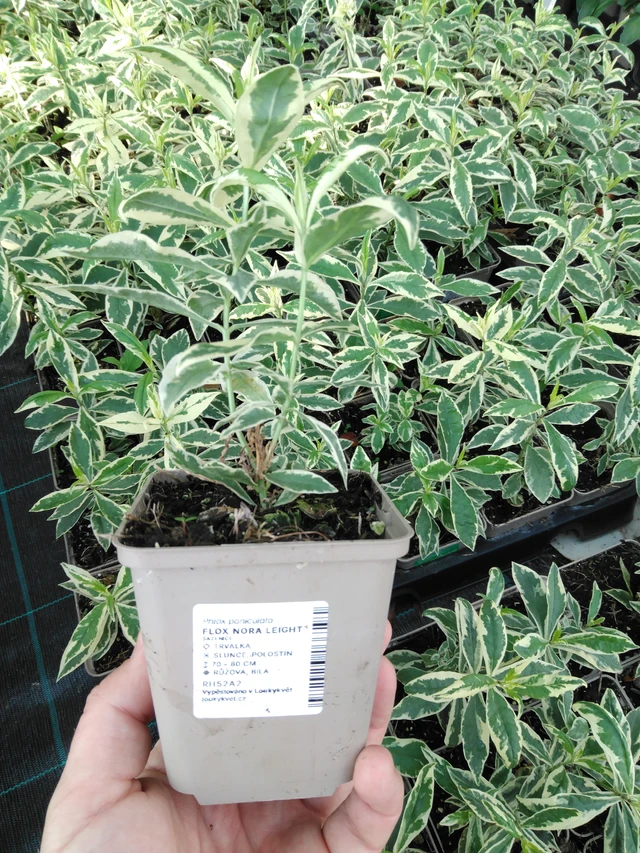 Syysleimu Nora Leight - 2024