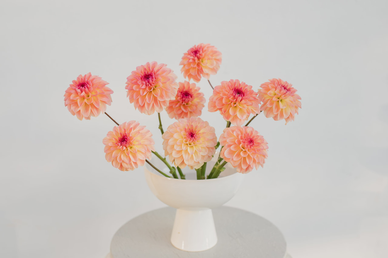 Daalia Sebastian, Loukykvět