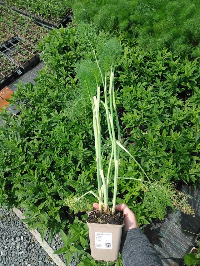 Fenkoli Green - 9. 6. 2025